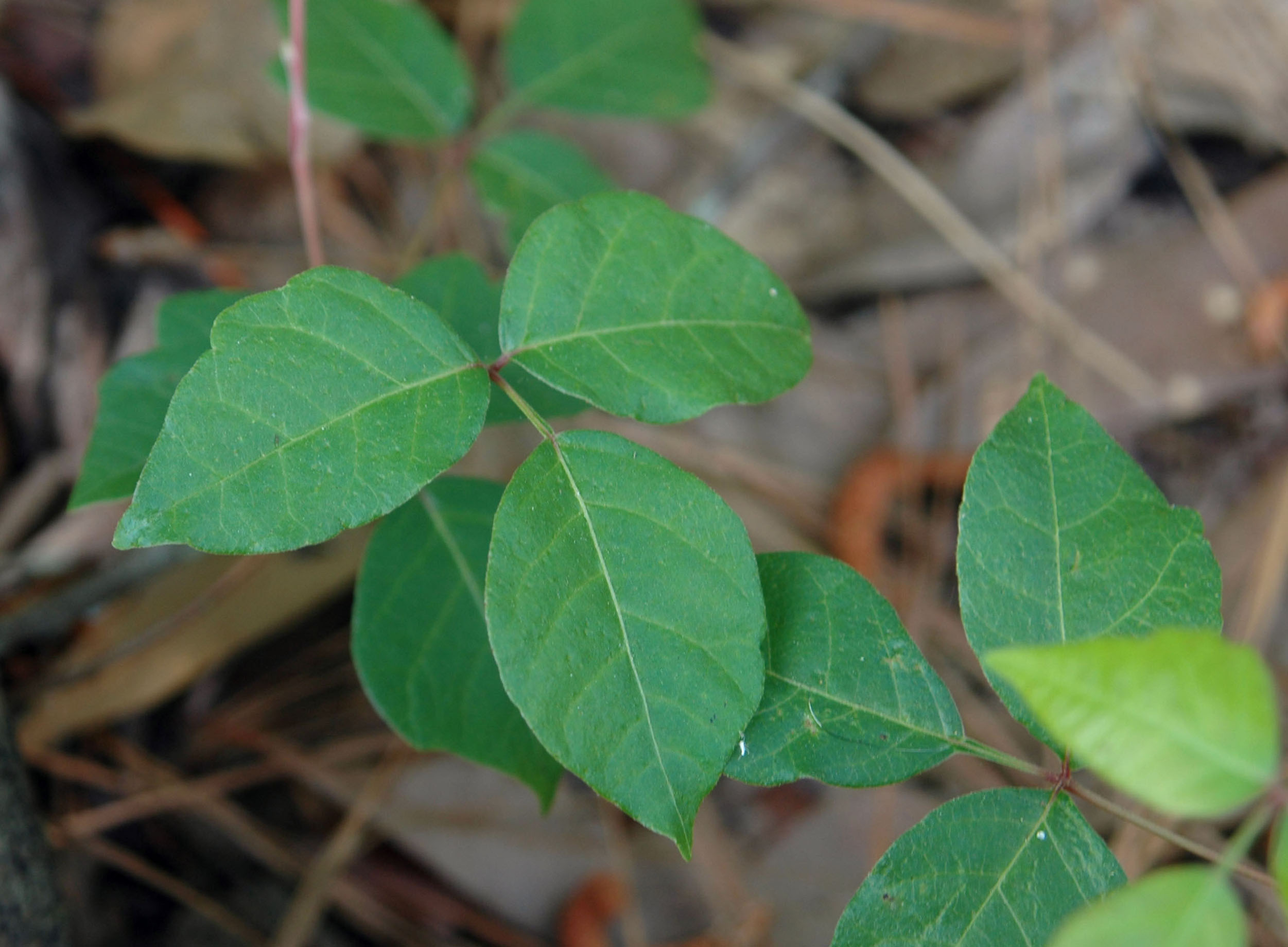 poison ivy